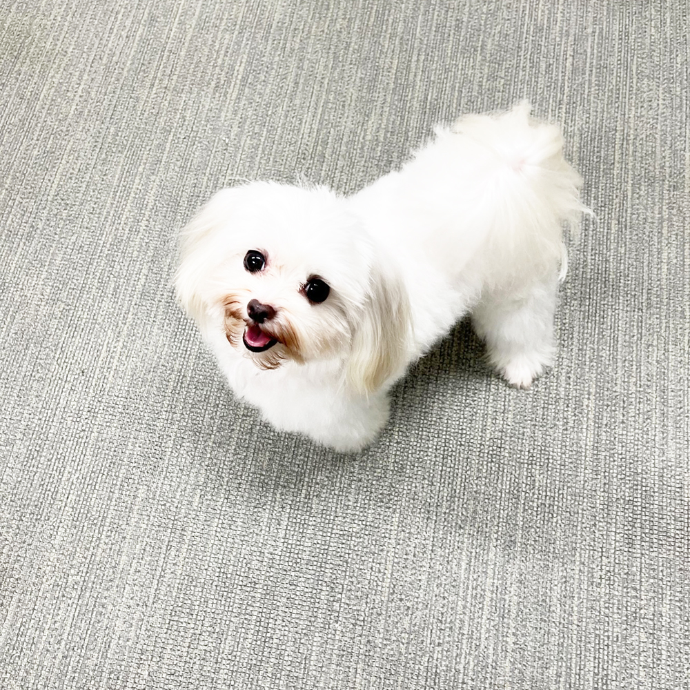 生徒が撮影したモデル犬写真①